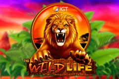 In the Wild Life slot, take a wild ride into the African savannah in search of epic victories.